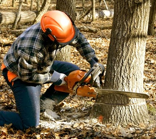 Tree Removal in Ryan, OK